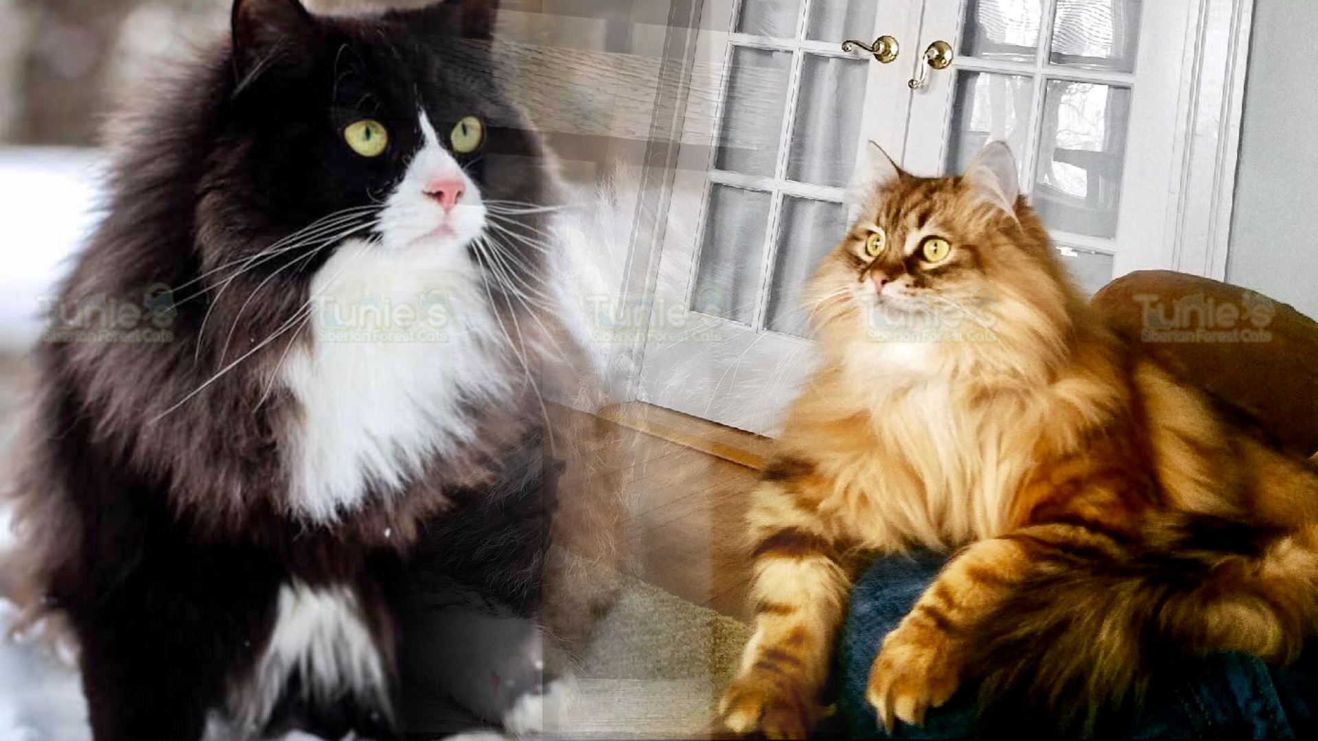 Tunie S Siberians Minnesota S Foremost Home Of Traditional Siberian Forest Cats And Kittens