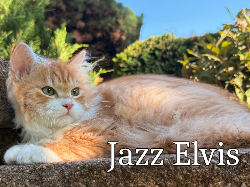 Tunnies Siberian Forest Cats