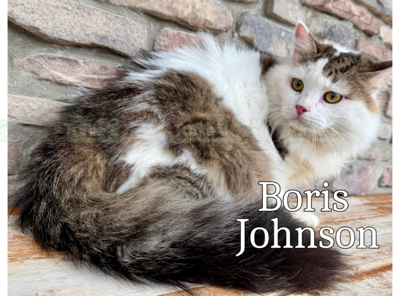 Tunnies Siberian Forest Cats (2)