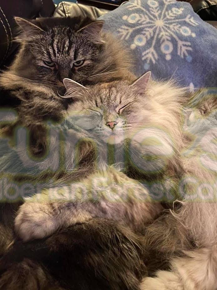 Siberian Cats and Kittens Gallery - Tunies Siberian Forest Cats